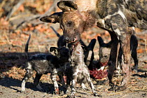 African Wild Dog {Lycaon pictus} feeding puppies near den by regurgitating Impala kill, Northern Okavango Delta, BOTSWANA