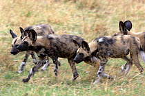 Pack of sub-adult Wild Dogs hunting (Lycaon pictus) Northern Okavango Delta, Botswana.