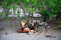 Wild Dogs {Lycaon pictus} feeding on Impala kill, Northern Okavango Delta, Botswana