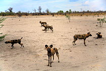 Pack of Wild Dogs {Lycaon pictus} at end of the dry season, Northern Okavango Delta, Botswana