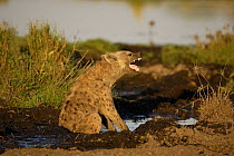 Spotted Hyaena (Crocutta crocutta) enjoying a mud bath at waterhole, Okavango Delta, Botswana