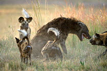 Fighting between a pack of African Wild Dogs {Lycaon pictus} and the dominant female of a clan of Spotted Hyaenas (Crocuta crocuta) Northern Okavango Delta, Botswana