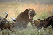 Fighting between a pack of 21 African Wild Dogs {Lycaon pictus} and the dominant female of a clan of Spotted Hyaenas (Crocuta crocuta) Northern Okavango Delta, Botswana