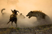 Fighting between a pack of 21 African Wild Dogs {Lycaon pictus} and the dominant female of a clan of Spotted Hyaenas (Crocuta crocuta) Northern Okavango Delta, Botswana