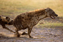Fighting between a pack of 21 African Wild Dogs {Lycaon pictus} and the dominant female of a clan of Spotted Hyaena (Crocuta crocuta) Northern Okavango Delta, Botswana