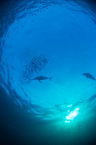 Common dolphins {Delphinus delphis} preying on Sardine baitball {Sardinops sagax} during the annual sardine run, South Africa.
