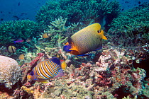 Blue face angelfish {Pomacanthus xanthometopon} and Regal angelfish {Pygoplytes diacanthus} swimming over coral reef. Sipadan, Malaysia.