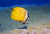 Klein's butterflyfish {Chaetodon kleinii} Andaman Sea, Thailand.