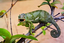 Flap necked chameleon {Chamaeleo dilepsis} Malawi.