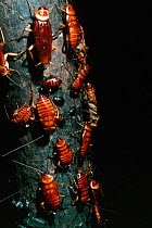 Cockroaches on cave wall, showing different stages of larvae and nymphs, with at the top of the picture a fully developed cockroach. Gomontong cave, Sabah, Malaysia.