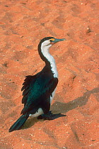 Pied cormorant {Phalacrocorax varius} viewed from above on a sandy beach, Shark Bay, Western Australia.