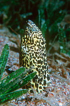 Marbled snake eel {Callechelys marmorata} in sea grass bed, Red Sea, Egypt