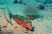 Yellowstripe goatfish {Mulloidichthys flavolineatus} lying next to Cerianthid anemone, waiting to be cleaned by the Shrimps on the base of the anemone. Tonga, Indo-Pacific.