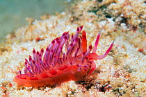 Nudibranch {Flabellina rubolineata} Mabul, Malaysia. Indo-Pacific.