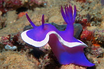 Nudibranch {Hypselodoris bullockii} previously known as {Chromodoris bullockii} Mabul, Malaysia, Indo-Pacific. Very variable in colour.