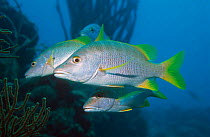 Schoolmaster {Lutjanus apodus} Bonaire, Netherlands Antilles, Caribbean, Atlantic Ocean.