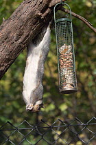 Grey squirrel {Sciurus carolinensis} feeding from bird feeder, UK.