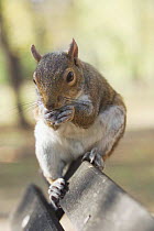 Grey squirrel {Sciurus carolinensis} feeding on park bench, UK.