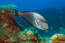 Sohal surgeonfish {Acanthurus sohal} Red Sea,  Egypt.