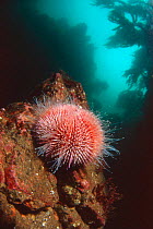 Edible sea urchin {Echinus esculentus} on rock in kelp forest, UK.