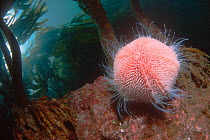 Edible / Common sea urchin {Echinus esculentus} on rock in kelp forest, UK.