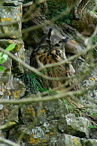Female Eagle owl {Bubo bubo} roosting on escarpment, with branches in foreground, Yorkshire, UK.