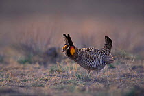 Greater Prairie Chicken {Tympanuchus cupido} on booming ground performing mating display, Great Plains, USA.