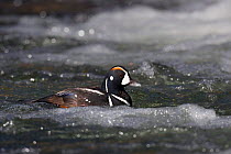 Harlequin Duck {Histrionicus histrionicus} feeding in Lahardy Rapids, Yellowstone River, Yellowstone National Park, Wyoming, USA.