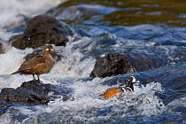 Harlequin duck {Histrionicus histrionicus} male and female feeding in Lahardy Rapids, Yellowstone River, Yellowstone National Park, Wyoming, USA.
