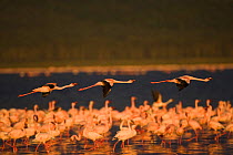 Three Lesser flamingos {Phoeniconaias minor}flying over flock in Lake Nakuru National Park, Kenya, Africa.