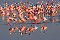 Group of Lesser flamingos {Phoeniconaias minor} walking in a line, Lake Nakuru National Park, Kenya, Africa.