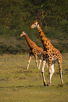 Rothschild's giraffe {Giraffa camelopardalis rothschildi} Lake Nakuru National Park, Kenya, Africa.