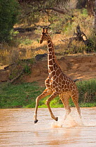 Reticulated giraffe {Giraffa camelopardalis reticulata} running across river from lions, Samburu National Park, Kenya, Africa.