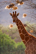 Reticulated giraffe {Giraffe camelopardalis reticulata} with weaver nests in background. Samburu National Park, Kenya, Africa.