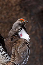 Blue Grouse {Dendragapus obscurus} male head profile during mating display in forest, Yellowstone National Park, Wyoming, USA.