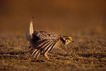 Male Sharp tailed grouse {Tympanuchus phasianellus} performing mating display on spring dancing ground. Wyoming, USA.