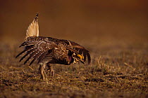 Male Sharp tailed grouse {Tympanuchus phasianellus} performing mating display on spring dancing ground, Wyoming, USA.