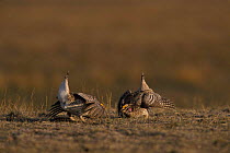 Sharp tailed grouse {Tympanuchus phasianellus} males performing mating display on spring dancing ground. Wyoming, USA.
