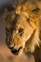 Male African lion {Panthera leo} snarling, Samburu National Reserve, Kenya, Africa.