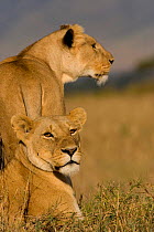 Female lions {Panthera leo} keeping an eye on nearby herd of Wildebeest. Masai Mara National Reserve, Kenya, Africa.