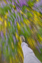 Hiker walking through a field of wildflowers, abstract
