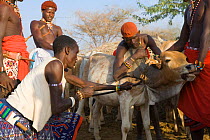 Samburu warriors bleeding a Cow {Bos indicus}, Kenya. Samburu people live on a diet of blood and milk. 2005.