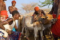 Bleeding of the cow by Samburu warriors. Samburu people live on a diet of blood and milk.  Masai mara, Kenya. 2005.
