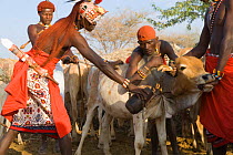 Bleeding a cow - Samburu men collecting blood in gourd. Samburu people live on a diet of blood and milk.  Masai Mara, Kenya. 2005.