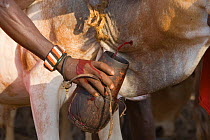 Collecting blood from bleeding cow - Samburu  people live on a diet of blood and milk.  Masai mara, Kenya. 2005.
