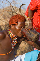 Samburu man drinking blood from cow. Samburu people live on a diet of blood and milk.  Masai Mara, Kenya. 2005.