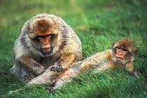 Barbary apes (Macaca sylvanus) grooming, Morocco, captive