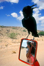 Black crow / Cape crow (Corvus capensis) hitching a ride on car mirror, Kgalagadi NP, Kalahari, South Africa