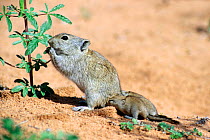 Female Brant's whistling rat (Parotomys brantsii) feeding with three suckling babies clinging on, Kgalagadi NP, Kalahari desert, South Africa