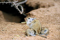 Female Brant's whistling rat (Parotomys brantsii) at burrow entrance with two suckling babies, Kgalagadi NP, Kalahari desert, South Africa